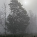 Sonne, Nebel, Lichtung