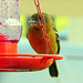 Female Baltimore Oriole at my jelly feeder.
