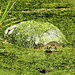 A very large Blanding's turtle