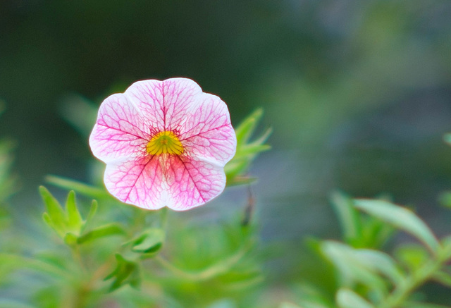 Blume im Vordergrund