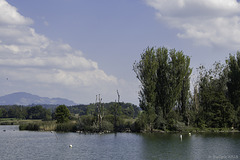 beim Naturschutzgebiet am Greifensee ... P.i.P. (© Buelipix)