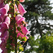 P6040098
