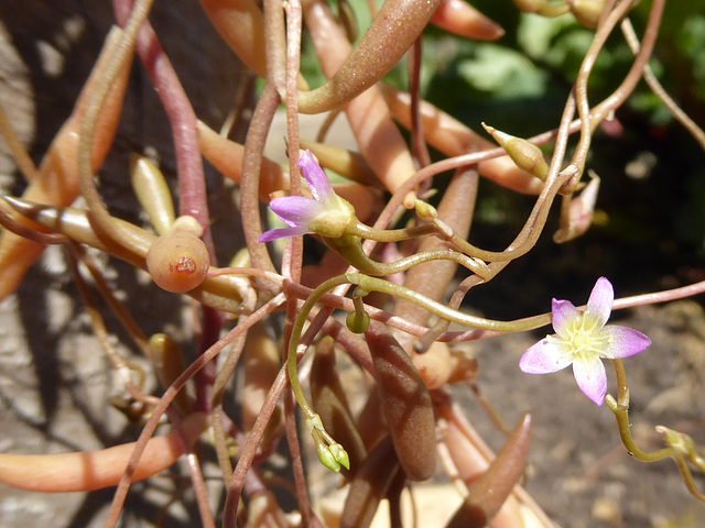 Calandrinia volubilis