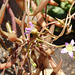 Calandrinia volubilis