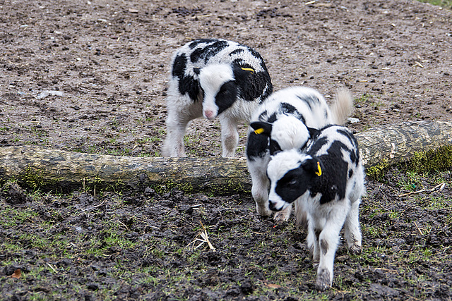 20160303 0263VRAw [D~BI] Jakobschaf (Ovis orientalis f. aries, Jakob Sheep, Mouton de Jakob), Tierpark Olderdissen, Bielefeld