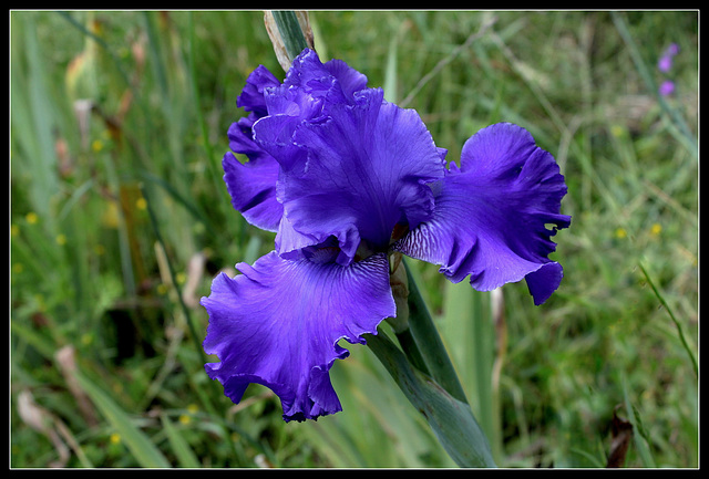 Blenheim Royal (1)