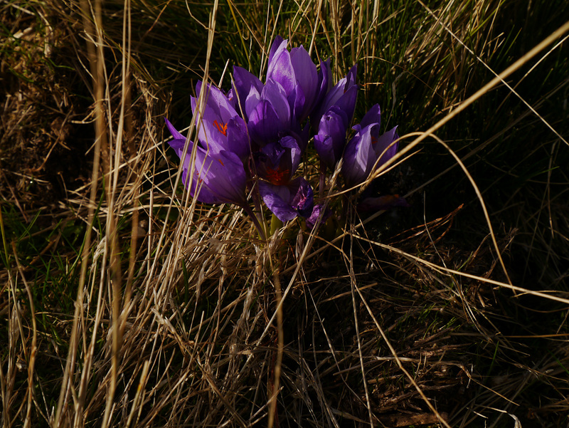 Crocus