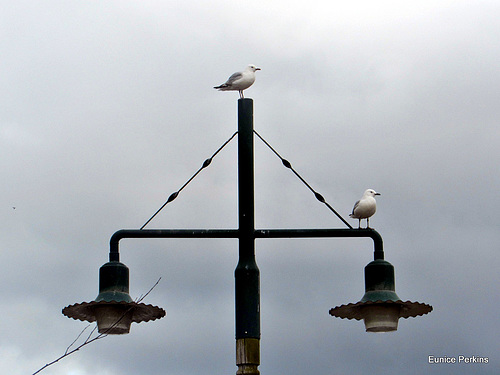 Perching Gulls