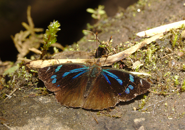 Butterfly IMG_6692