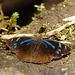 Butterfly IMG_6692