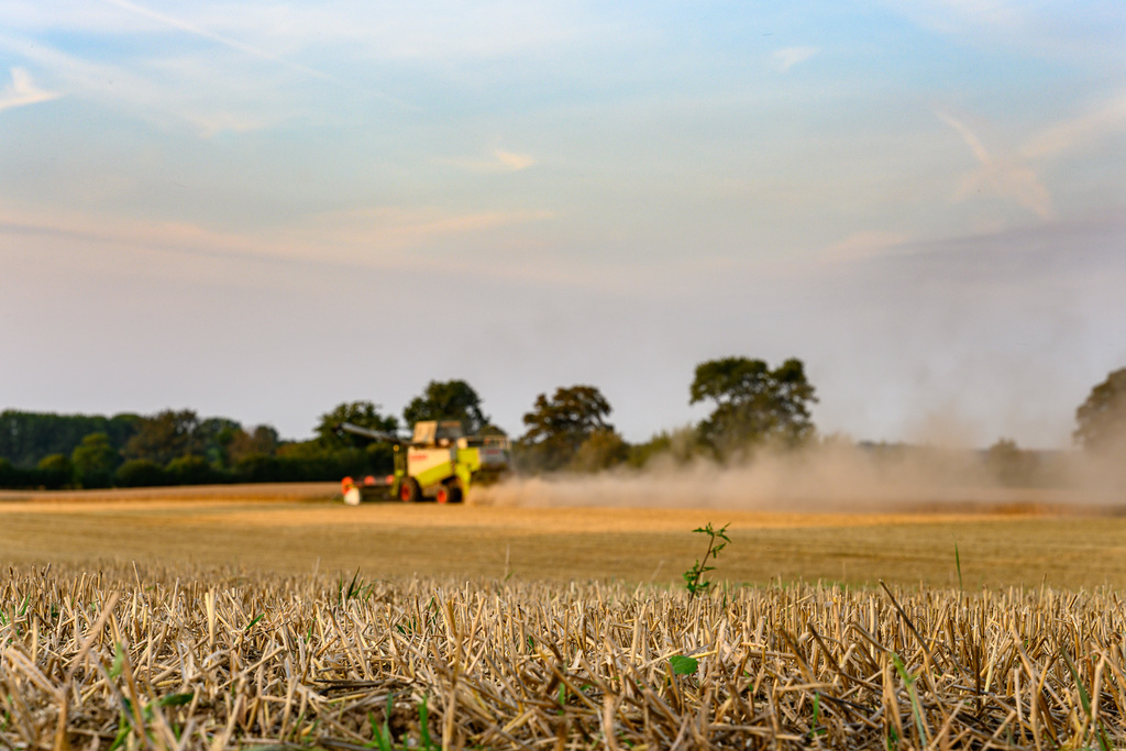 After the mowing (22.08.2019)