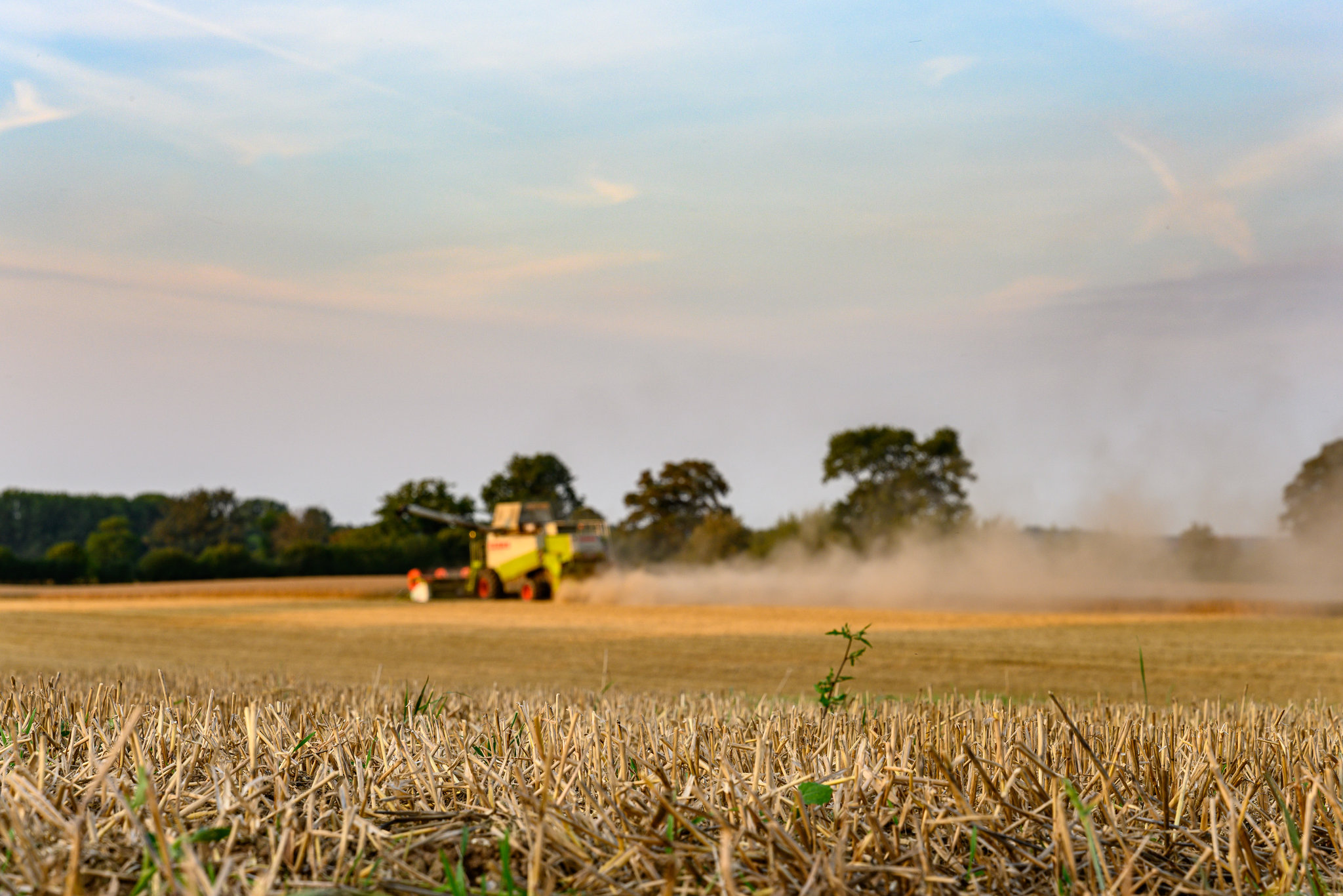 After the mowing (22.08.2019)