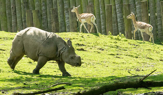 Rhino charge..