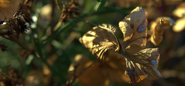 Hydrangea 6