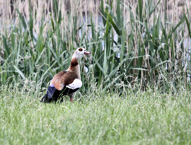 Nilgans