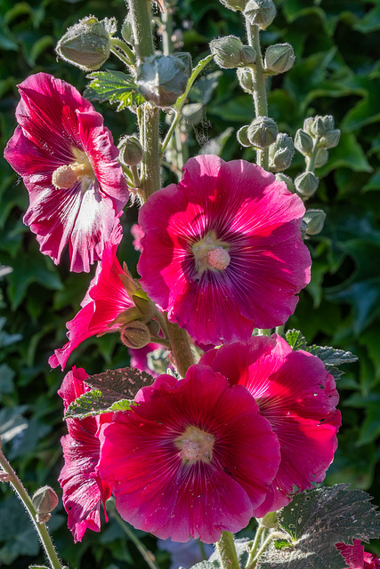 rote Stockrose