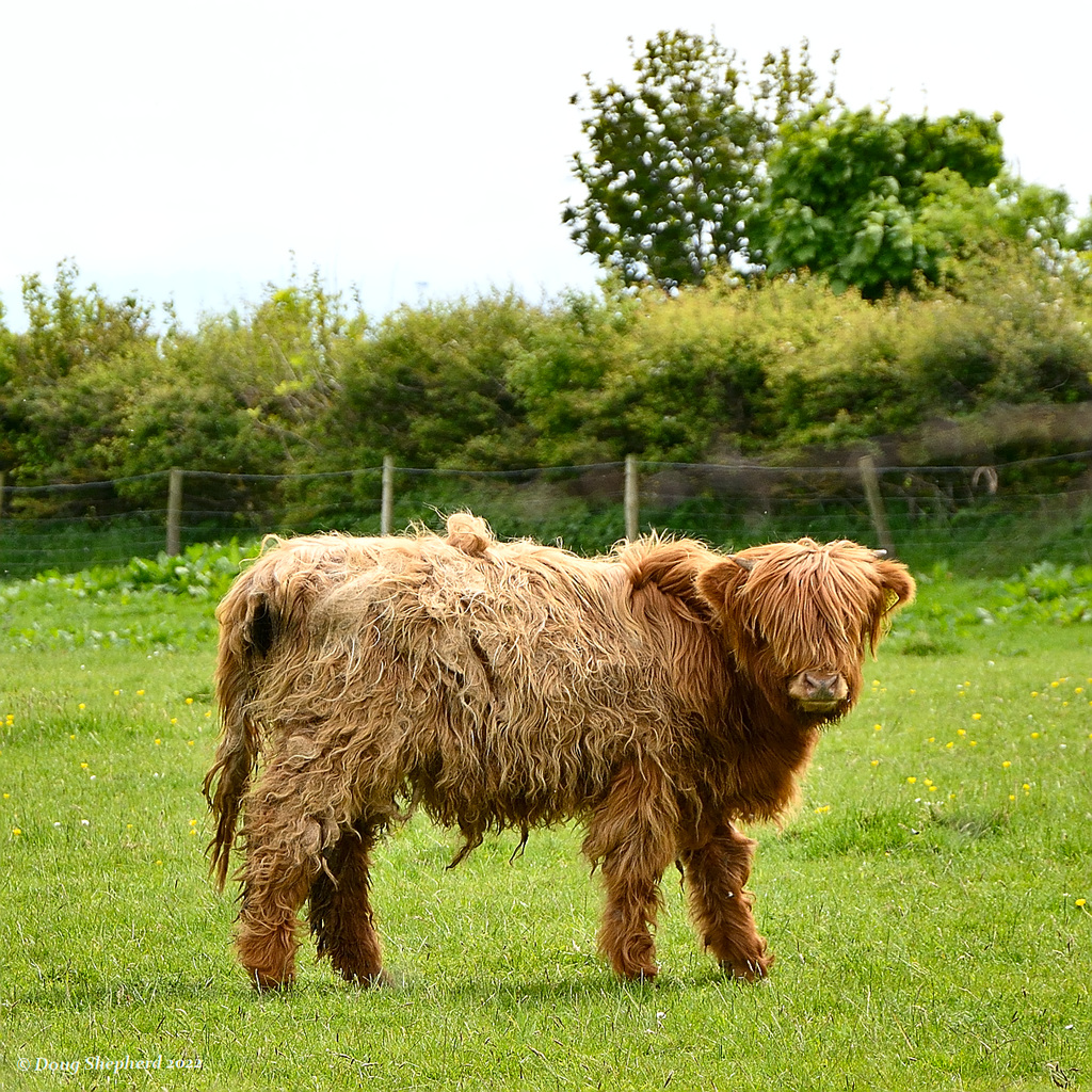 Bad hair day