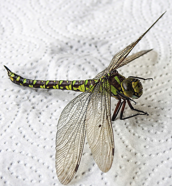 20220815 1581CPw [D~LIP] Blaugrüne Mosaikjungfer (Aeshna cyanea) [w], Bad Salzuflen