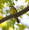 EF7A1290 Tropical Kingbird