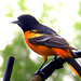 Male Baltimore Oriole at my patio