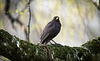 Die Amsel posiert am dicken Ast :))  The blackbird  poses on the thick branch :))  Le merle pose sur la branche épaisse :))