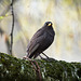 Die Amsel posiert am dicken Ast :))  The blackbird  poses on the thick branch :))  Le merle pose sur la branche épaisse :))