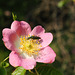 P6040108 Thick-legged Flower Beetle (Oedemera nobilis)