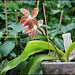 Phalaenopsis sumatrana South Thailand (1)