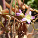 Calandrinia volubilis