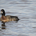 Lesser Scaup