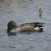 Northern Shoveler