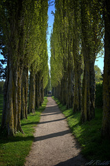 A popular tree walk