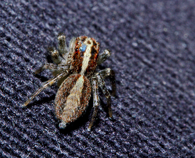 Jumping spider IMG_6721