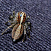 Jumping spider IMG_6721