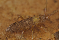 EF7A1926Springtail