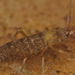 EF7A1926Springtail