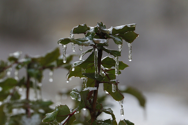 Iced Mahonia