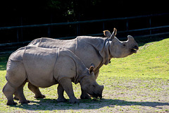 Rhino pair (1)