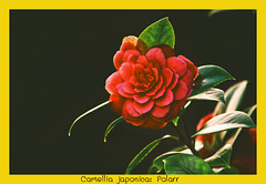 Camellia japonica