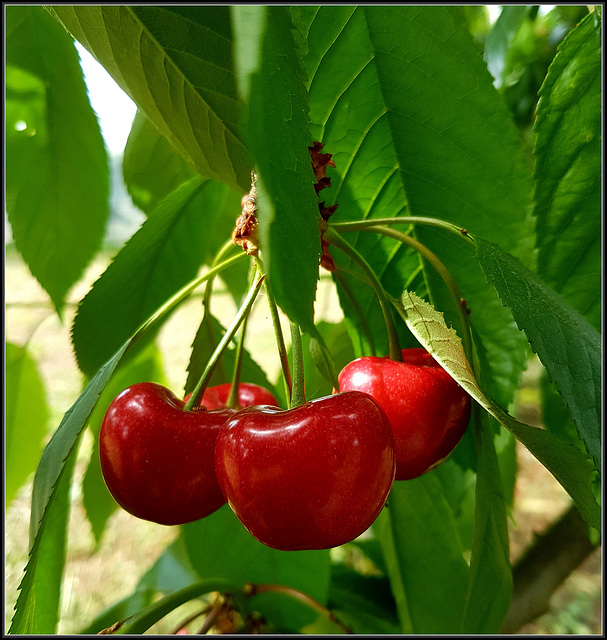 Railway cherries