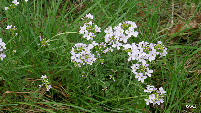 Cuckoo Flower - Cardamine Pratensis - Lady's Smock