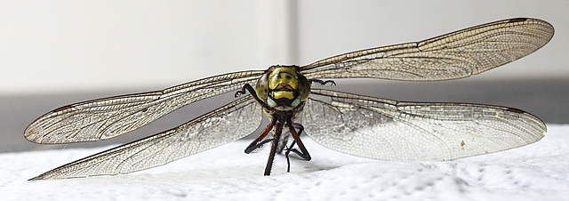 20220815 1582CPw [D~LIP] Blaugrüne Mosaikjungfer (Aeshna cyanea) [w], Bad Salzuflen