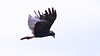 EF7A1307 Snail Kite