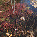 Fork-leaved Sundew (Drosera binata)