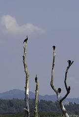 Naturschutzgebiet Greifensee (© Buelipix)