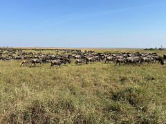 Grazing Wildebeest.