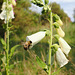 P6040067-crp