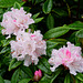 Early (or late) rhododendron