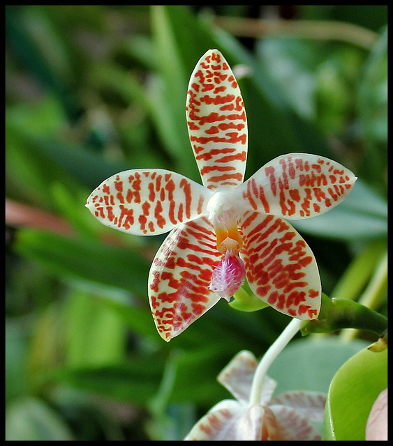 Phalaenopsis sumatrana South Thailand (2)