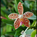 Phalaenopsis sumatrana South Thailand (2)